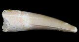 Light Colored Fossil Plesiosaur Tooth #20902-2
